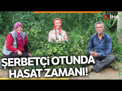 Video: Şerbetçiotu Bitki Hasadı - Bahçelerde Şerbetçiotu Ne Zaman ve Nasıl Hasat Edilir