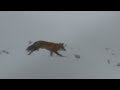 RED FOX RUNNING THROUGH THE FIELDS 2 2 2022