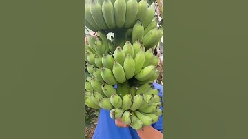 Hạ buồng chuối sứ