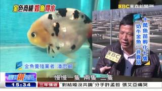 蘭壽金魚身價非凡「如魚得水」好口采