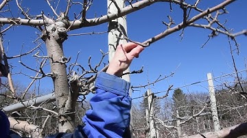 Pruning Apple Trees - Part 2 - How to Prune