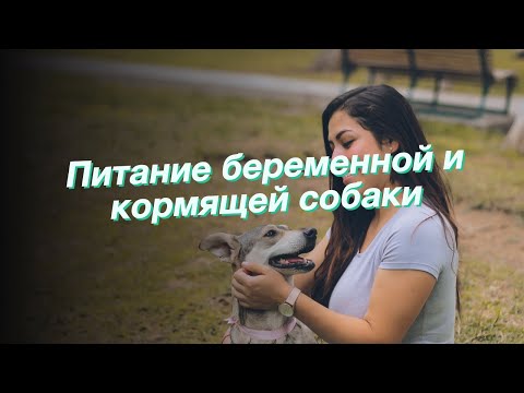 Питание беременной и кормящей собаки