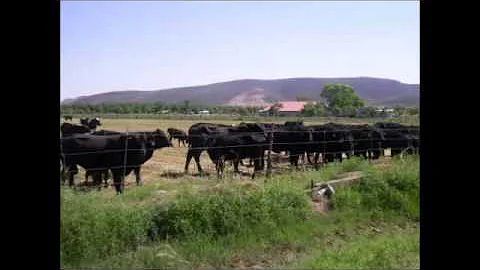 EL CORRIDO DE SAN BUENAVENTURA CHIH EL ALACRAN VAL...