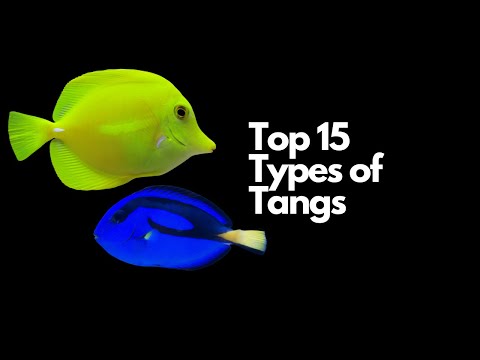 Top 15 Types