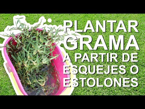 Video: ¿Cómo propagar la hierba zoysia?