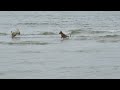 HAV 動画写真15a