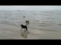 HAV 動画写真15b