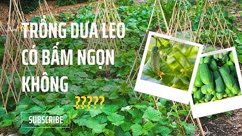 trồng dưa leo có nên bấm ngọn không ?