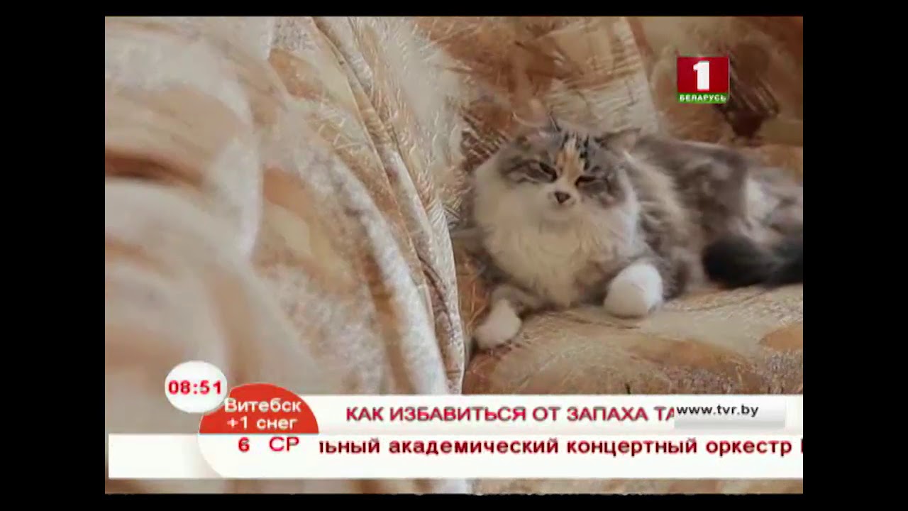 Запах табака. Как избавиться?