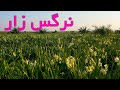 Narcissus Flower Narges Plain NargesZar نرگس زارهای بهبهان استان خوزستان Narcissus Flower Narges Plain NargesZar نرگس زارهای بهبهان استان خوزستان