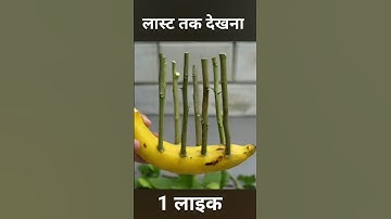 🍌Banana Power for Propagate Lemon Tree from Cuttings⚡