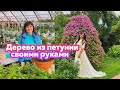 Цветущее Дерево из петунии🌺 своими руками.