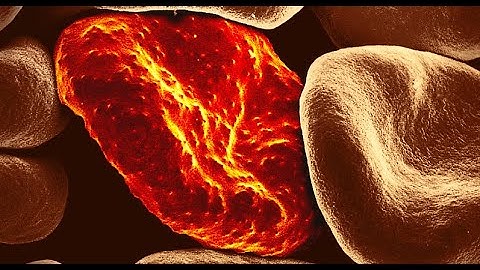 Invention of the first microscope by Antonie van Leeuwenhoek