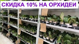 🌸 СКИДКА 10% на Голландию! Завоз 20.06 - Сортовые подростки орхидей из АЗИИ, от MIKI ORCHID