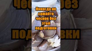 Секрет гигантского чеснока: подготовка, которую многие игнорируют