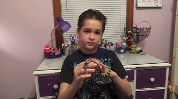 Baby  carpet python tamed.