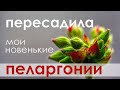 Пересадила мои новые пеларгонии