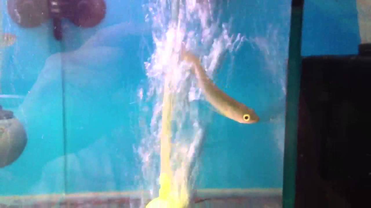 arowana tank mates Leichardti Arowana In Stock!