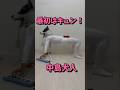 『最初はキュン!を弾く犬』#中島健人 #犬 #鍵盤ハーモニカ