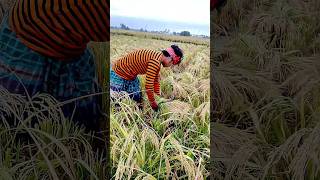 Farmer new tacnic #new #farmer