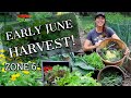 Join Me for the Harvest + HARVEST TIPS