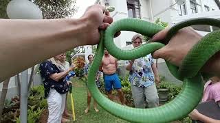 GREEN MAMBA up a tree at an Umhlanga housing estate!