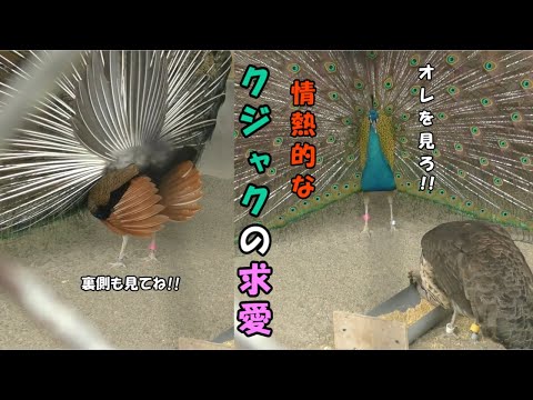 【悠久山小動物園】 クジャクの求愛