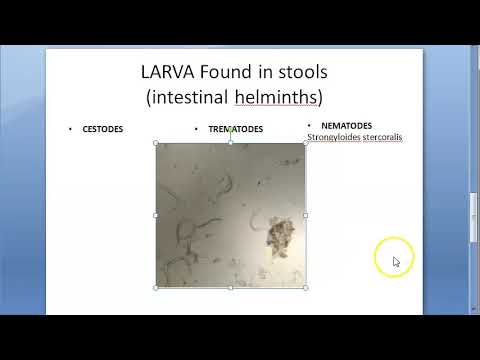 Video: Analysis Of Feces For Eggs Of Worms. How To Properly Prepare And Pass The Analysis?