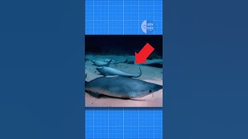 ĐÂY LÀ 3 LOÀI ĐỘNG VẬT CÓ NGUY CƠ BỊ TUYỆT CHỦNG 😭 | #amazinganimals #amazingfacts