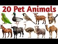 20 पालतू जानवरों के नाम |Domestic Animals Name Pet Animals with pictures |Pet animal names #domestic