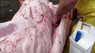 Pig Farm Slaughtering - Skinning with the new Victory round nose skinner.