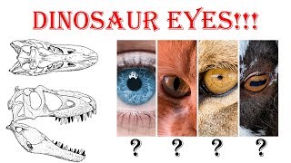 DINOSAUR EYES - What did they look like?
What are your ideas about how dinosaur eyes would have looked like? Share in the comments below!
Link to the paper: https://advances.sciencemag.org/content/1/7/e1500391
Discord: https://discord.gg/FVR4Nz DINOSAUR EYES - What did they look like?