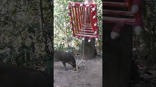 Wild boar trapping skills, Trapping wild boar shorts