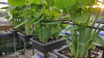 Cách trồng Bạc Hà , chỉ cần 10cm đất là trồng được , cây to nhảy nhiều cây con | Khoa Hien 373