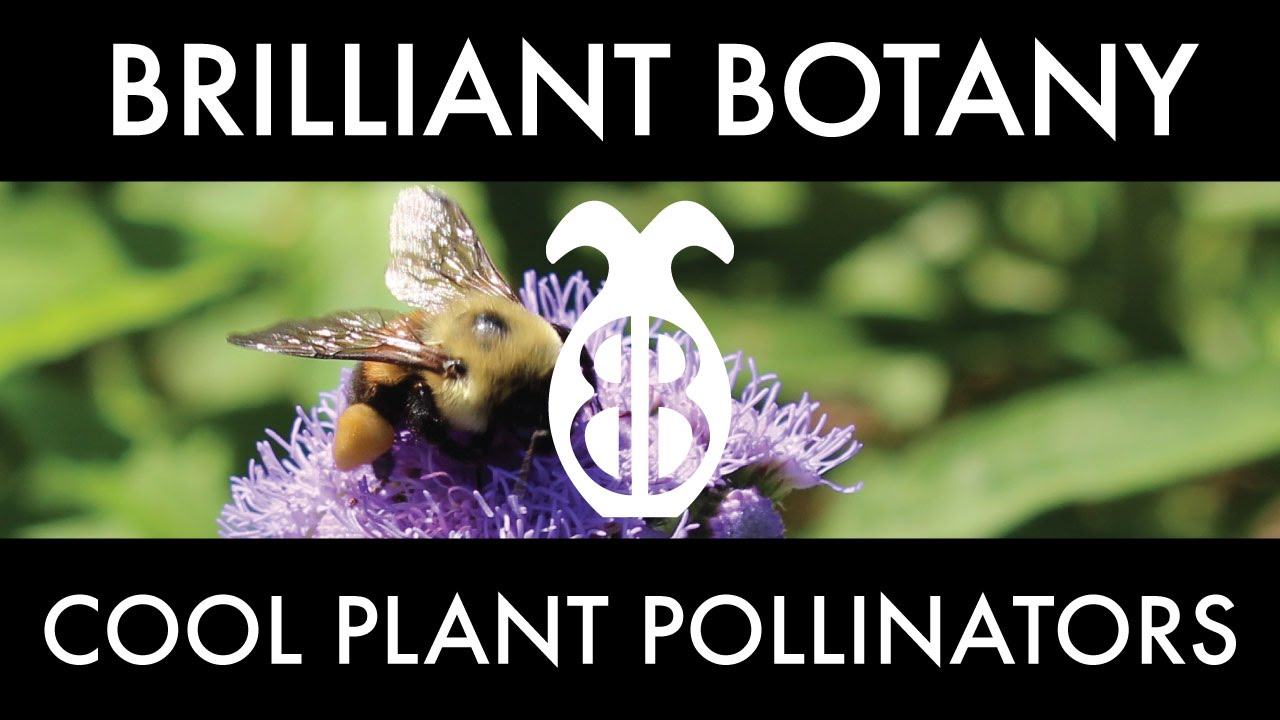 Crazy Plant/Pollinator Relationships