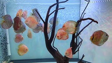 Tiger พี่เสือ เทพารักษ์ - Overflow Full Services ตู้เฟอร์ 48 เลี้ยงปลาปอมด์ Set 5