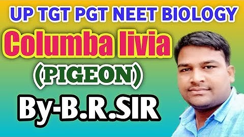 Columba livia (Pigeon) morphology || TGT PGT NEET BIOLOGY || Most important points of pigeon