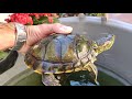 tartaruga tigre d'água e carpas em caixa de 500l