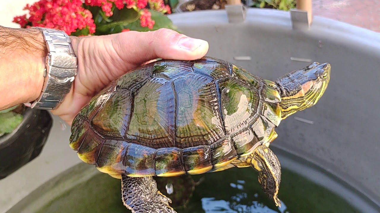 tartaruga tigre d'água e carpas em caixa de 500l