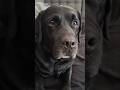 Mise Au Point Animaux Chien Link Kawaii Rire Labrador Amour Love Bisous Cute Bg Toutou Mise Au Point Animaux Chien Link Kawaii Rire Labrador Amour Love Bisous Cute Bg Toutou