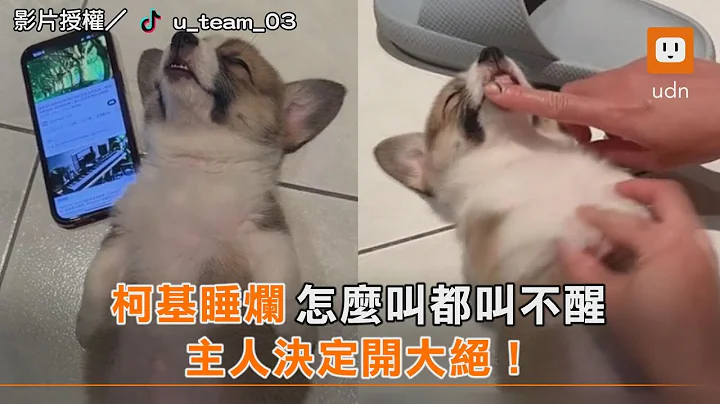 柯基睡烂 怎么叫都叫不醒 主人决定开大绝！｜狗狗｜宠物｜柯基｜毛孩 - 天天要闻