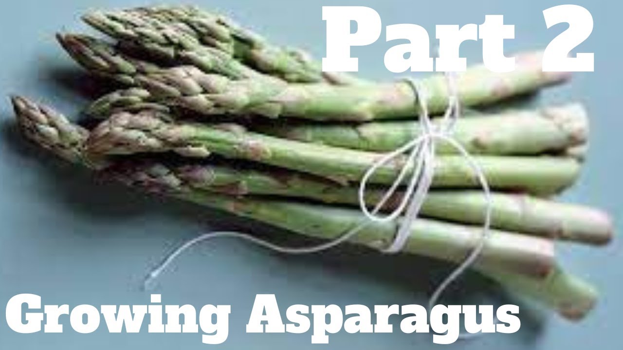Growing Asparagus in Australia Part 2 How To Video Aussie