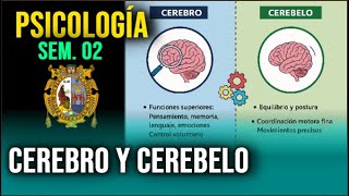 CEREBRO Y CEREBÉLO