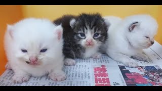 TOPs CLG American Curl kitten : 2 weeks by Strange Universe 250 views 4 years ago 1 minute, 4 seconds