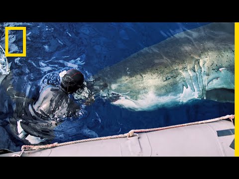 Trois gigantesques requins blancs pris en photo autour d'une carcasse de baleine
