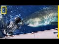 Trois gigantesques requins blancs pris en photo autour dune carcasse de baleine