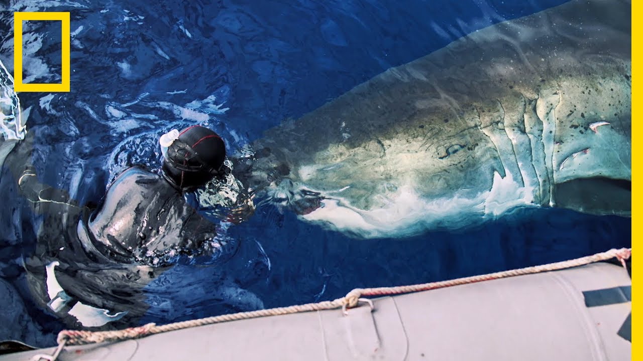 Trois gigantesques requins blancs pris en photo autour d'une carcasse de baleine