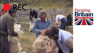 Hand shearing 800 sheep 1983 - BrewDogs Highland estate
