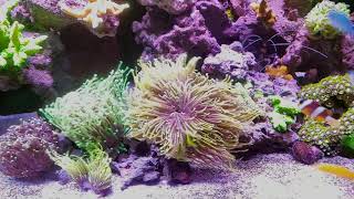 My New Red Sea Reefer 350 and How I Maintain It