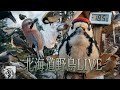 北海道野鳥LIVE ~‘Hokkaido bird watching LIVE Cam~2026.05.21